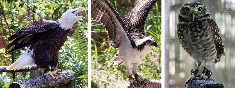 Florida Raptors  Audubon Center for Birds of Prey